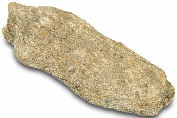 Dinosaur (Triceratops) Bone Section - Montana #312305